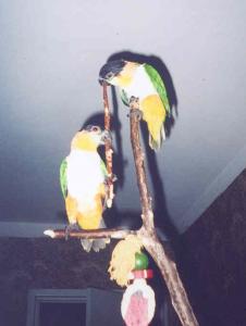 blog-1810-1147850322_thumb.jpg