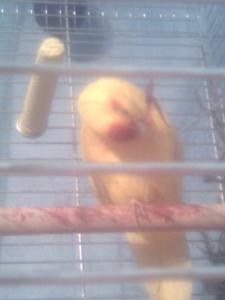 blog-18400-1231881422_thumb.jpg