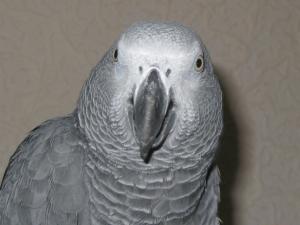 blog-19221-1236125749_thumb.jpg