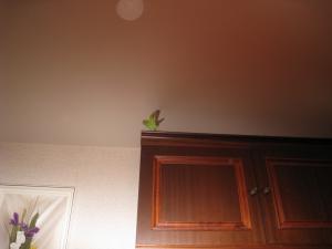 blog-19403-1241700728_thumb.jpg