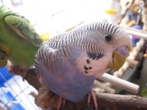 blog-19403-1242045239_thumb.jpg