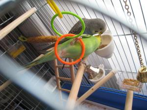 blog-19403-1242051319_thumb.jpg