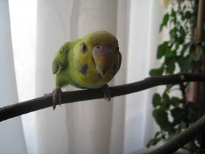 blog-19403-1242051920_thumb.jpg