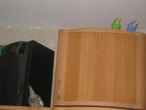 blog-19403-1242804337_thumb.jpg