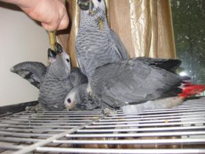 blog-19638-1299505293_thumb.jpg