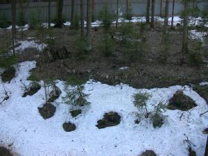 blog-19638-1303753271_thumb.jpg