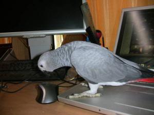 blog-19638-1303891366_thumb.jpg