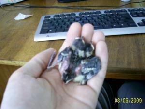 blog-21169-1244425113_thumb.jpg