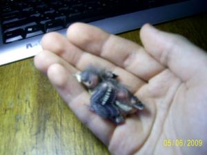blog-21169-1244607683_thumb.jpg