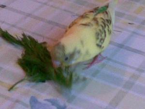 blog-21899-1250838618_thumb.jpg