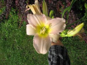 blog-23882-1261041959_thumb.jpg