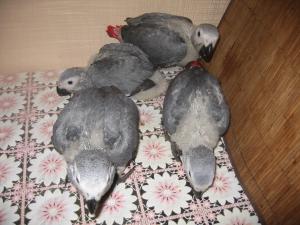 blog-23882-1262724790_thumb.jpg