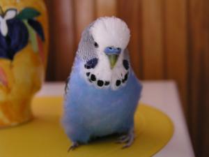 blog-2528-1212049693_thumb.jpg