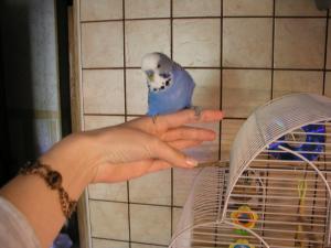 blog-2528-1212253804_thumb.jpg