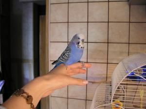 blog-2528-1212253859_thumb.jpg