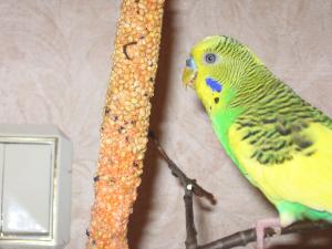 blog-25629-1269956436_thumb.jpg