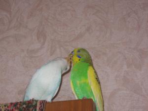 blog-25629-1269956706_thumb.jpg