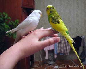 blog-25629-1269956714_thumb.jpg