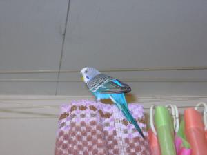 blog-25629-1269960017_thumb.jpg