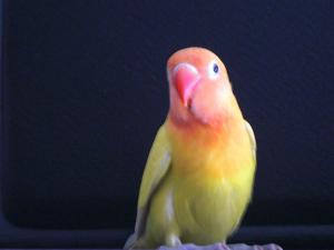 blog-25891-1268253069_thumb.jpg