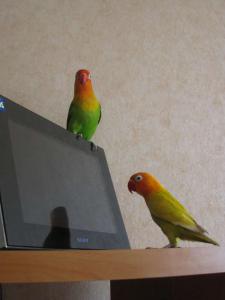 blog-27720-1273920242_thumb.jpg