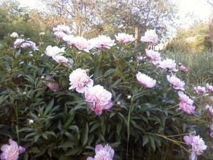 blog-28300-1288455620_thumb.jpg