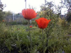 blog-28300-1288455677_thumb.jpg