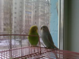 blog-28300-1295899883_thumb.jpg