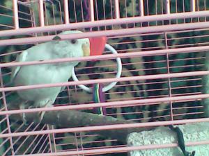 blog-28300-1298321154_thumb.jpg