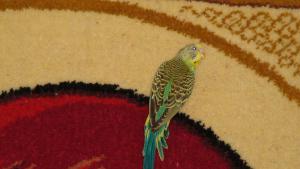 blog-32462-1295203221_thumb.jpg