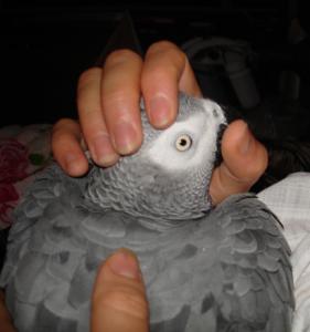 blog-3620-1206138675_thumb.jpg
