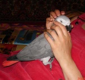 blog-3620-1206138796_thumb.jpg