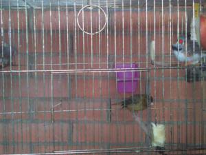 IMG_20120415_112633.jpg