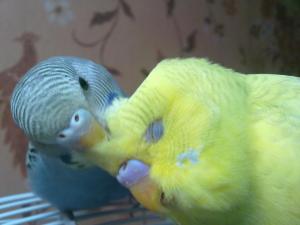 blog-38546-1323470935_thumb.jpg