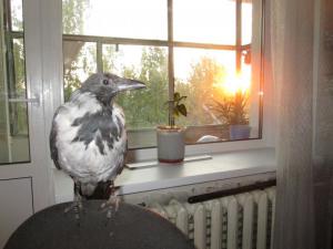 blog-43449-1362075022_thumb.jpg