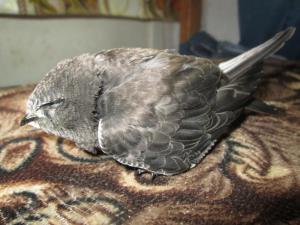 blog-43449-1375356332_thumb.jpg