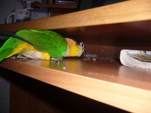 blog-4503-1230207567_thumb.jpg