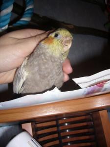 blog-4503-1230402830_thumb.jpg