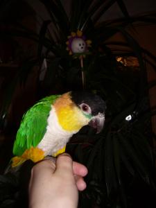 blog-4503-1235668592_thumb.jpg