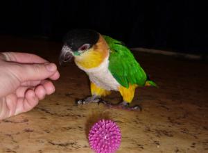 blog-4503-1235668938_thumb.jpg