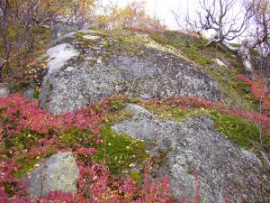 blog-4503-1241003209_thumb.jpg