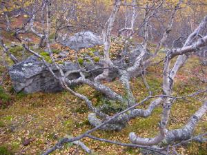 blog-4503-1241004343_thumb.jpg