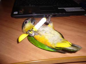 blog-4503-1260730377_thumb.jpg
