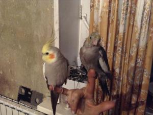 blog-47629-1425549525_thumb.jpg