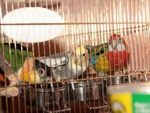 blog-4771-1206597114_thumb.jpg