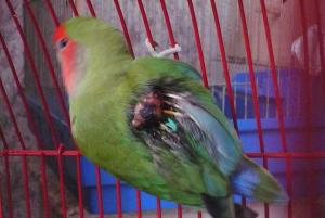 blog-6111-1242795361_thumb.jpg
