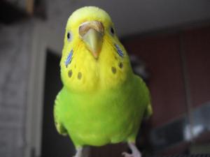 blog-6998-1206913302_thumb.jpg