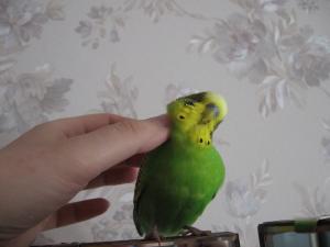 blog-6998-1206913610_thumb.jpg