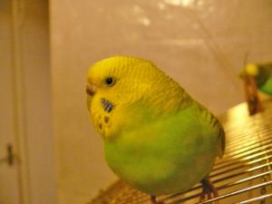 blog-6998-1224020981_thumb.jpg