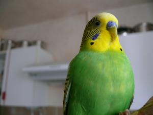 blog-6998-1225629524_thumb.jpg